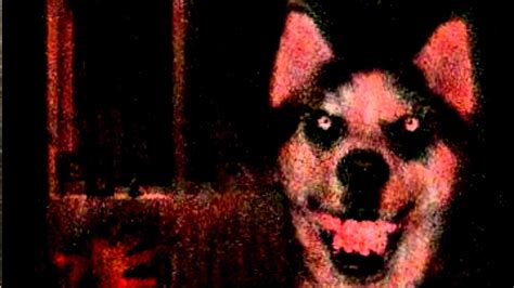 Smile Dog Creepypasta Wallpapers Wallpaper Cave