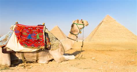 Camello En Los Pyramides De Giza El Cairo Egipto Foto De Archivo Editorial Imagen De