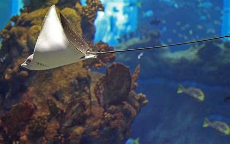 Free Images Sea Water Nature Ray Animal Diving Underwater Zoo