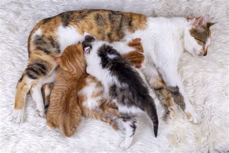 How Many Litters Can A Cat Have Safely