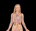 Photos Female Human Body Parts - Human Female Internal Organs Anatomy ...