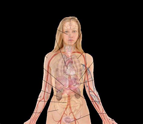 Female Human Body Organs Diagram