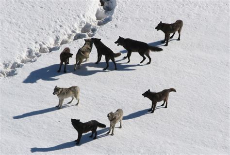 Wolf Facts Gray Wolves Timber Wolves And Red Wolves Live Science