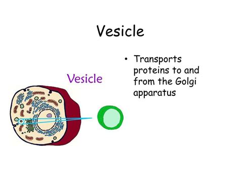 Ppt The Animal Cell Key Concept Eukaryotic Cells Contain Membrane
