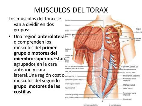 Musculos Do Torax E Abdome