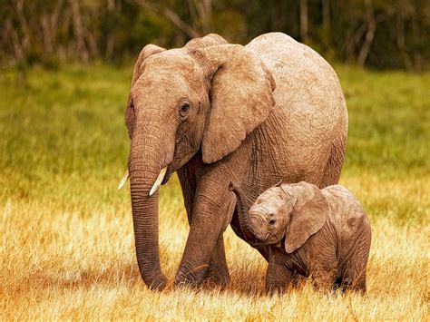 39 Baby Elephant Desktop Wallpaper On Wallpapersafari