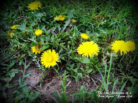 Dandelions Weed Or Wonder Plant The Misadventures Of A