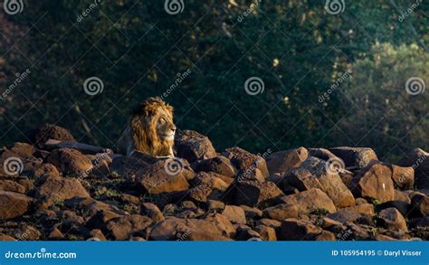 Male Lion Among Rocks In South Africa Stock Image Image Of Sunny