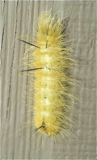 Yellow Fuzzy Caterpillar Acronicta Americana Bugguidenet