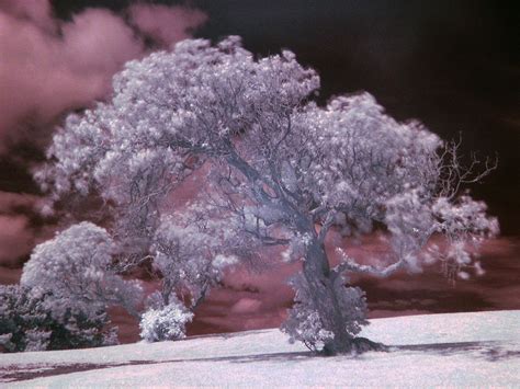 Infrared Photography Wikipedia