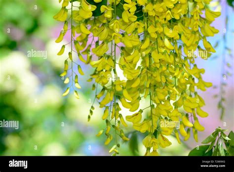 Close Up Of Laburnum Flowers On The Tree Stock Photo Alamy
