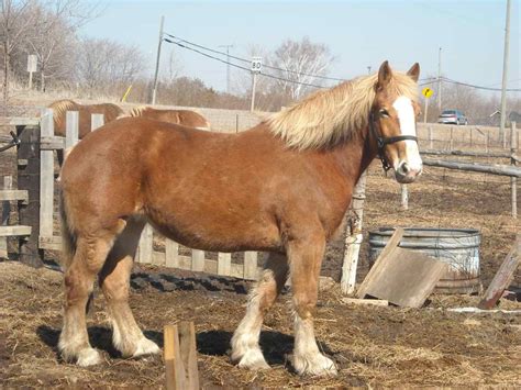Learn more about the belgian draft horse corporation. Belgian Draft Horse | The Horse Breed Wiki | FANDOM ...