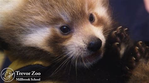 Red Panda Cubs 1st Vet Check August 2014 Youtube