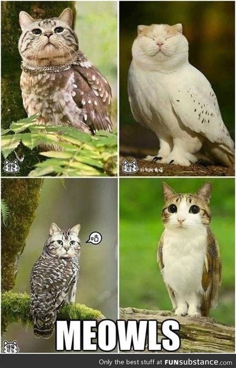 What Do You Get When You Combine A Cat And An Owl Funsubstance