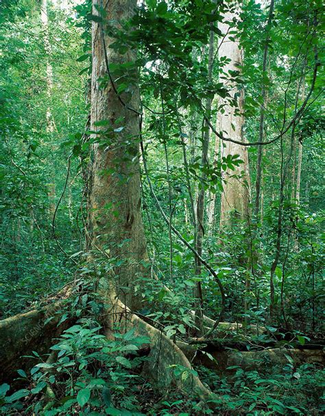 Rainforest Tree Stock Image B6010616 Science Photo Library