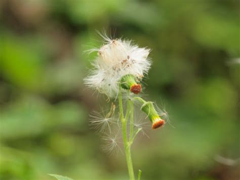 Dandelions) look like flowers because they have a flower head and are related to flowers. Andrea's Plants, Photos and Travels: Weeds other than grasses
