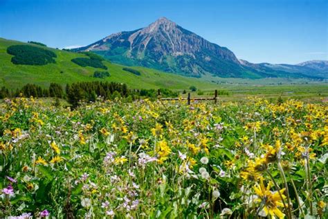 Crested Butte Wildflower Festival Travel Crested Butte
