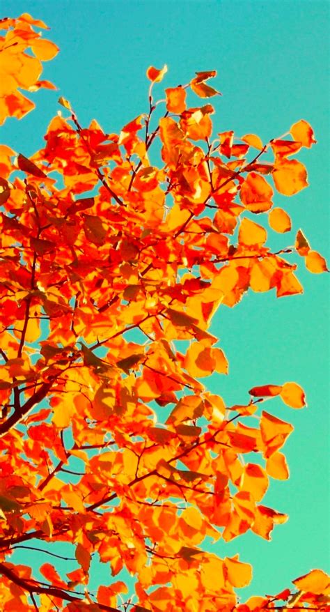 Leaf Foliage Sky Wallpapersc Iphone8plus