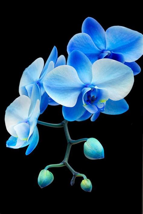 Blue Sapphire Phalaenopsis Orchid By Robert Jensen New Ideas Blue