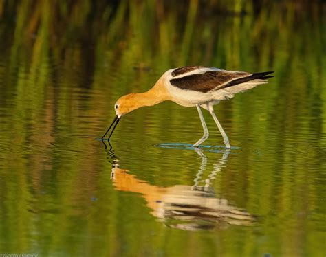 Home Hilton Head Audubon