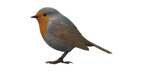 Robin Bird Isolated On A Transparent Background 24554911 Png