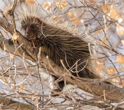 Porcupineintree 20210114 113 Porcupine In A Tree Willow Flickr