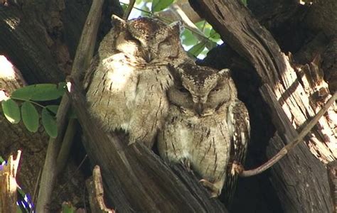 Indian Scops Owl Otus Bakkamoena A Medium Smaller Than The Collared