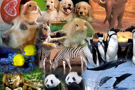 Día Mundial De Los Animales Seamos Mas Animales Como Ellos Smace