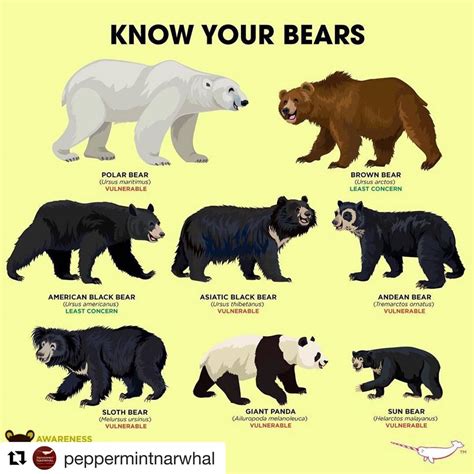 Species Of Bears