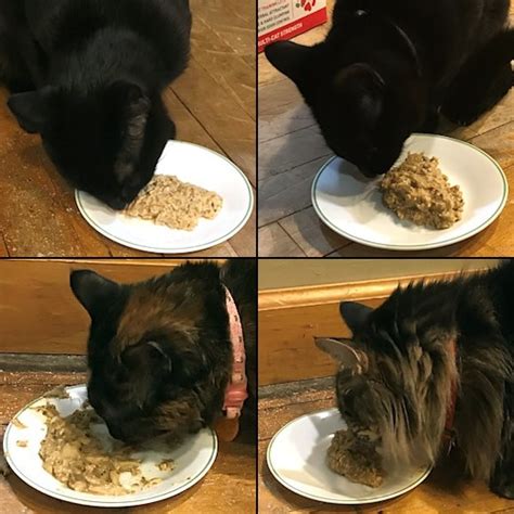 Cat skin problems you easy homemade cat food recipes for other entrees. Homemade Cat Food - My Happy Crazy Life