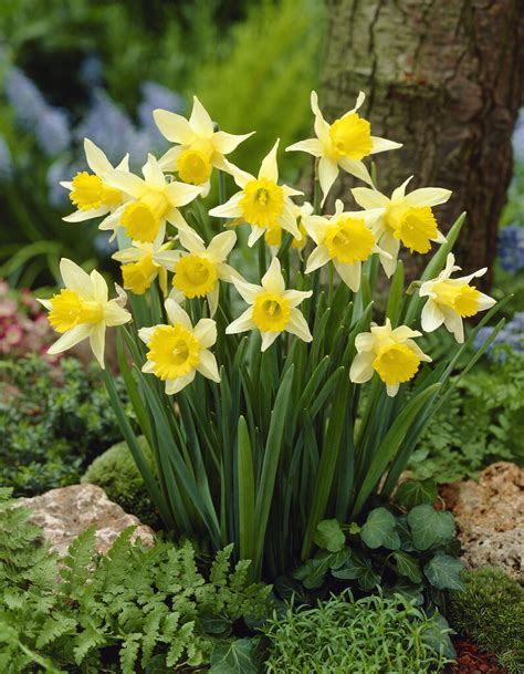 Narcissus Lobularis Haw Schult And Schult F 13 Lent Lily