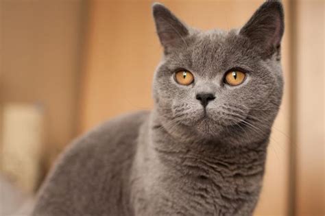 Characteristics Of British Shorthair Cats Lovetoknow