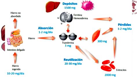 Metabolismo Del Hierro By Dr Jose Luis Ramos Arruti