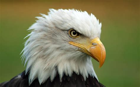 Used for writing correspondence and manuscripts. Free Bald Eagle Wallpapers - Wallpaper Cave