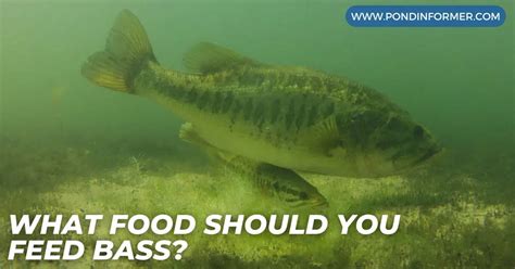 What Food Should You Feed Bass In Ponds Bass Food Guide Pond Informer