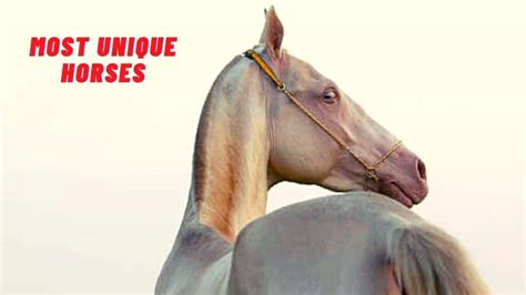 Horses 5 Most Unique Horses In The World — Citimuzik