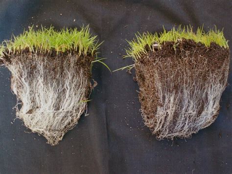 Mycorrhizal Fungi And Turf Health Better Bowling Greens Rely On Us