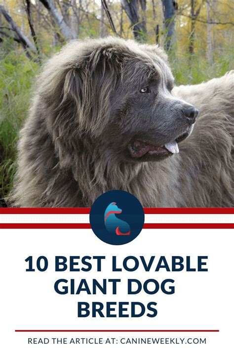 10 Best Extra Large Dog Breeds For Lovers Of Huge And Giant Dogs