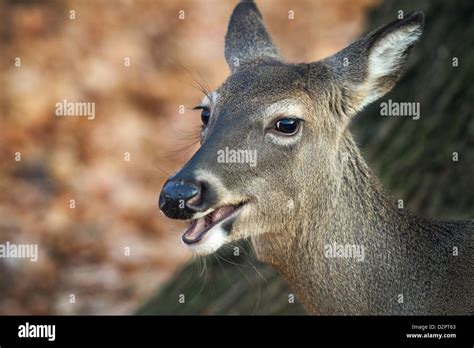 Deer Teeth High Resolution Stock Photography And Images Alamy