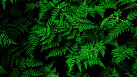 Wallpaper Fern Leaves Green Plant Thick Hd Picture Image