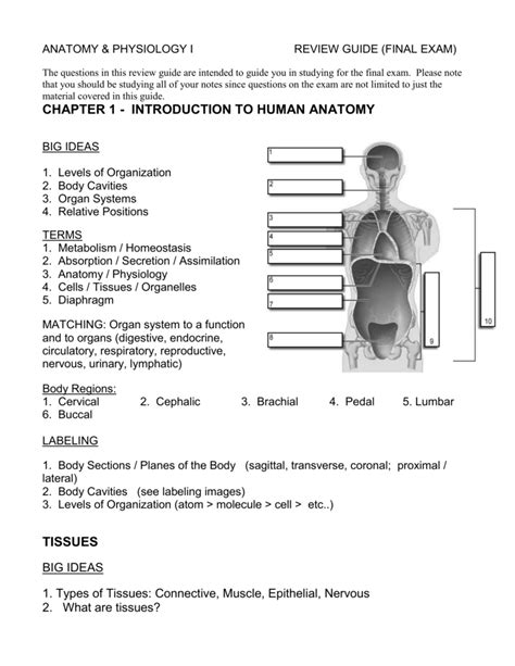 Anatomy And Physiology 1 Final Exam Anatomy Diagram Book