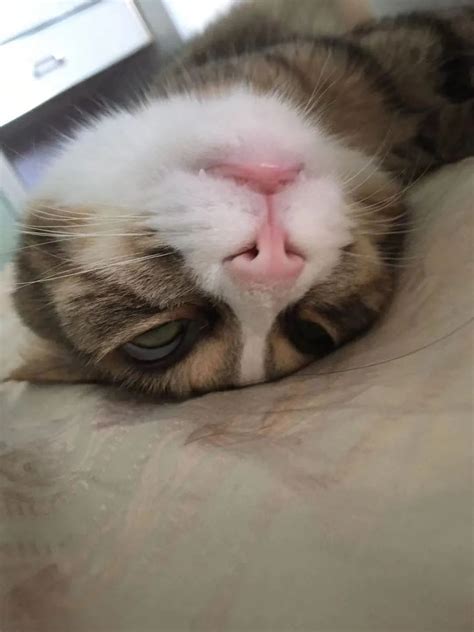Netizens Shared Photos Of Their Cats After They Fell Asleep Ugly