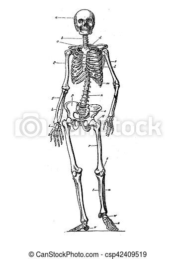 Anatomy Human Skeleton Vintage Engraving Human Skeleton Standing