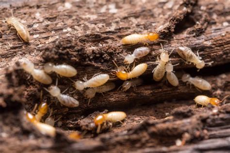 What To Know About Termites In Arizona Anteater Exterminating Inc