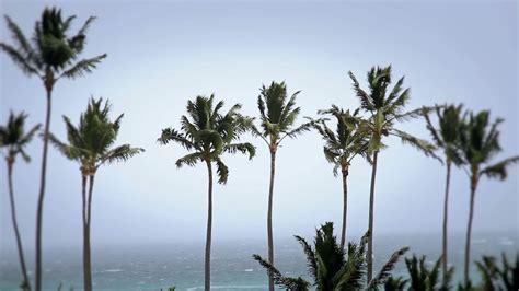 Tropical Storm Palm Trees Stock Video Footage 0024 Sbv 300231858
