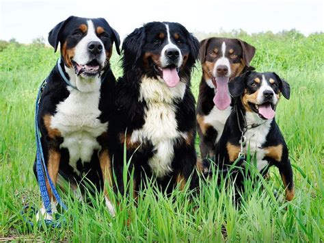 How Much Do Greater Swiss Mountain Dogs And Puppies Cost