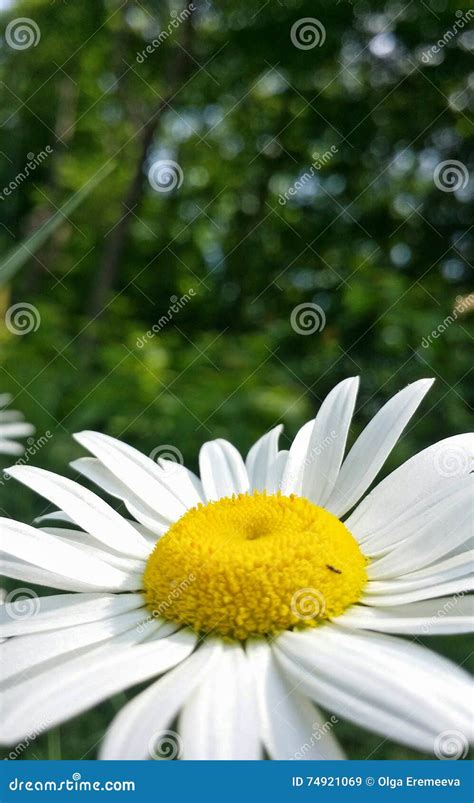 Camomile Flower With Green Grass In Background Stock Image Image Of