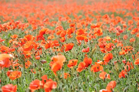 Poppy Poppies Field Of Poppies Field Flower Orange Color Free