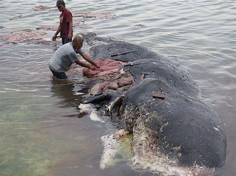 死んだクジラの胃から大量プラスチックごみ 深刻なごみ対策にインドネシア、バスのフリーライド導入｜ニューズウィーク日本版 オフィシャルサイト