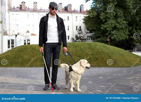 Blind Man With Cane And Guide Dog Walking On Pavement In Town Stock